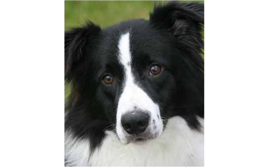 The border sales collie trust